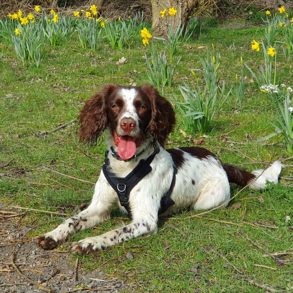 Spaniel in field